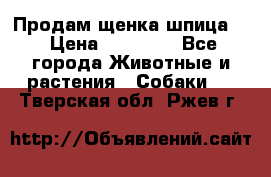 Продам щенка шпица.  › Цена ­ 15 000 - Все города Животные и растения » Собаки   . Тверская обл.,Ржев г.